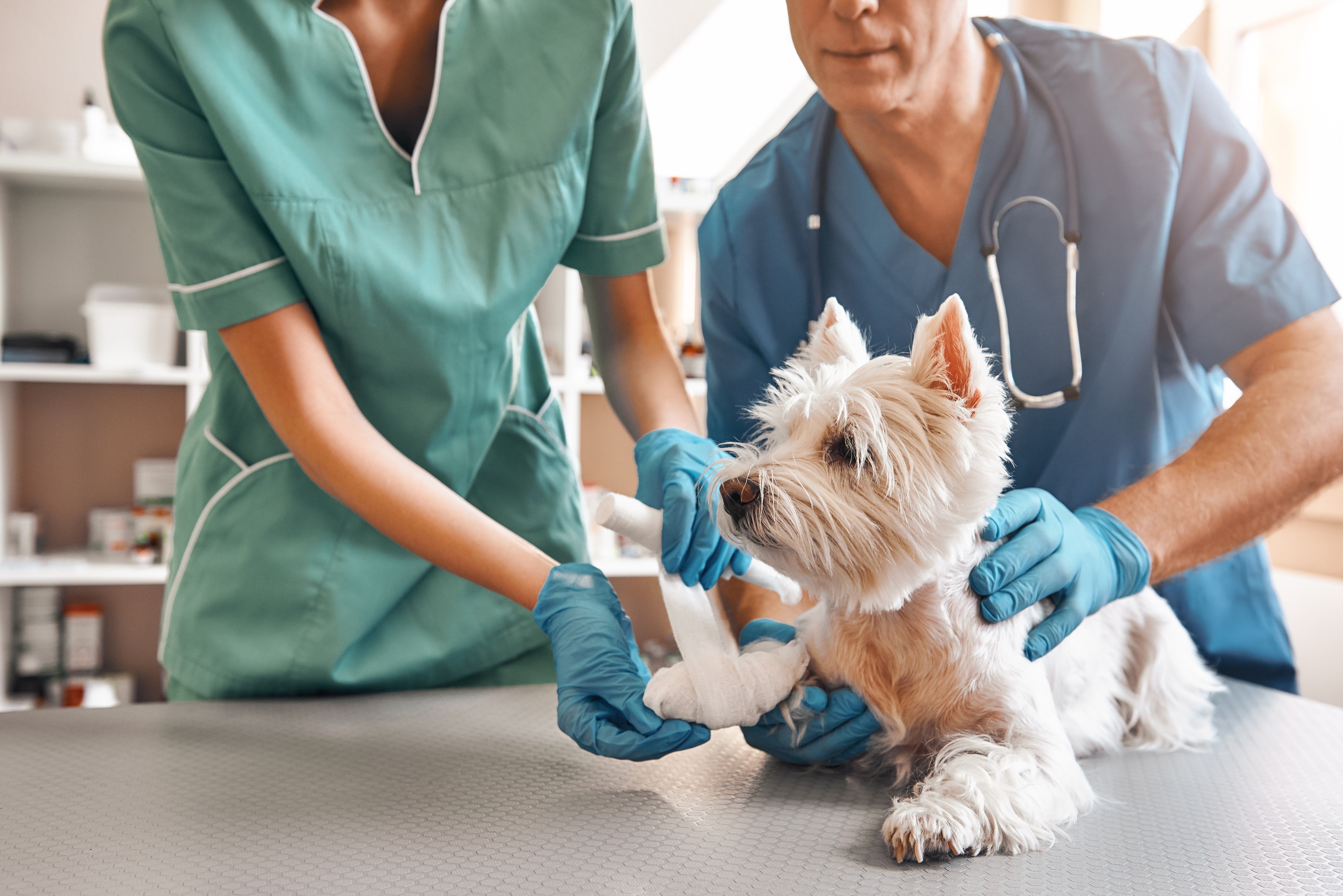 Atendimento veterinário em Mossoró